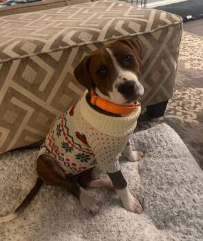 Pit Bull Terrier and American Staffordshire Terrier Dogs Available for Adoption - Bailey   (Davina 2025) | PetCurious