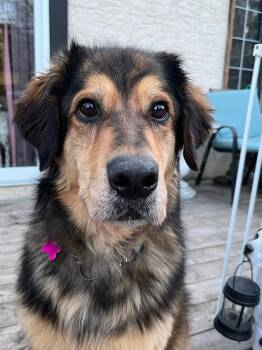 German Shepherd Dog Dogs Available for Adoption - Tessa | PetCurious