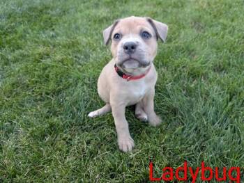 LADYBUG -  Boxer and Mixed Breed Dog for Adoption in Omaha, Nebraska - LADYBUG | PetCurious