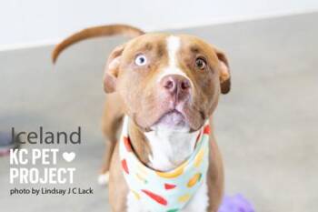 Iceland -  Pit Bull Terrier and Mixed Breed Dog for Adoption in Kansas City, Missouri - Iceland | PetCurious