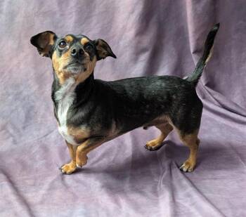 Chihuahua and Miniature Pinscher Dogs Available for Adoption - RICKY | PetCurious