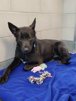 RAVEN -  Terrier Dog for Adoption in Leesburg, Virginia - RAVEN | PetCurious