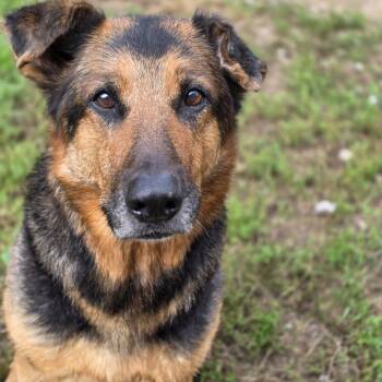 Coffee -  Shepherd Dog for Adoption in Glenfield, New York - Coffee | PetCurious