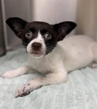 Chihuahua and Cattle Dog Dogs Available for Adoption in Cypress, California - Toffee | PetCurious