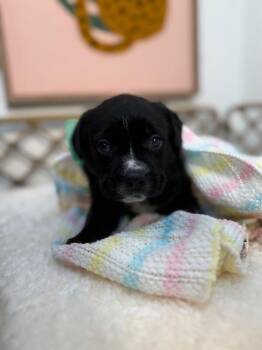 Hound and Pit Bull Terrier Dogs Available for Adoption - Ducky Love | PetCurious