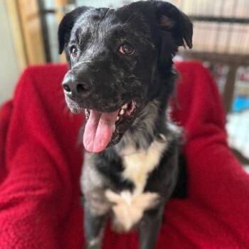 Border Collie Dogs Available for Adoption - Palmer | PetCurious