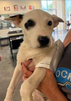 Terrier and Collie Dogs Available for Adoption in Rockwall, Texas - Found Stray: Aelin | PetCurious