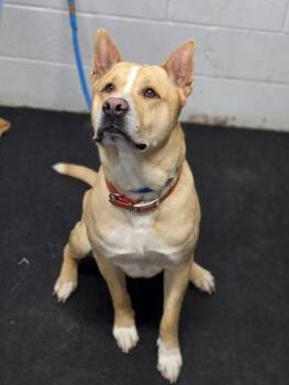 Siberian Husky and Mixed Breed Dogs Available for Adoption in Fort Worth, Texas - Ogun | PetCurious