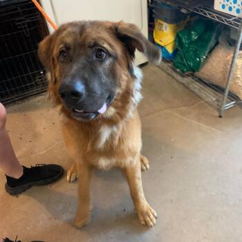Panchito -  Chow Chow and Mixed Breed Dog for Adoption in Stephenville, Texas - Panchito | PetCurious