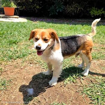 Teddy -  Beagle and Corgi Dog for Adoption in San Francisco, California - Teddy | PetCurious