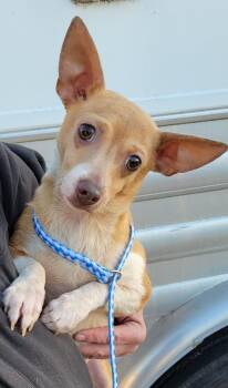 Rescue Chihuahua Dogs for Adoption in Cambridge, Maryland - Colby | PetCurious