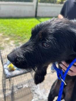 TRON -  German Wirehaired Pointer Dog for Adoption in Doral, Florida - TRON | PetCurious