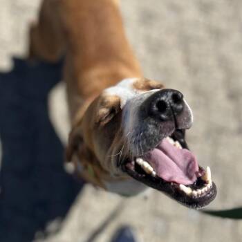 Huckleberry -  Beagle and Coonhound Dog for Adoption in Chicago, Illinois - Huckleberry | PetCurious
