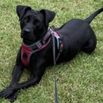Black Labrador Retriever Dogs Available for Adoption - Jessie | PetCurious
