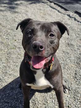 Kai -  Pit Bull Terrier and Black Labrador Retriever Dog for Adoption in Crescent City, California - Kai | PetCurious