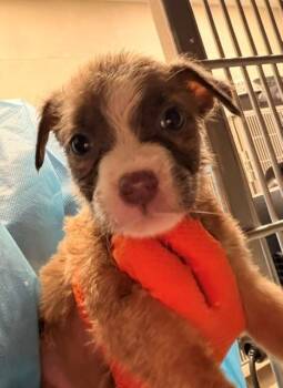 PEPPERMINT PATTY -  Pit Bull Terrier and Mixed Breed Dog for Adoption in Baytown, Texas - PEPPERMINT PATTY | PetCurious