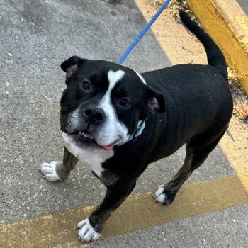 Polo -  Mixed Breed Dog for Adoption in Davenport, Iowa - Polo | PetCurious