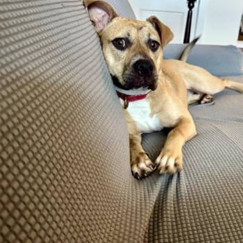 Pit Bull Terrier Dogs Available for Adoption - Rainie Baby The Pocket Sized Pittie Lady Loves To Play With The  | PetCurious