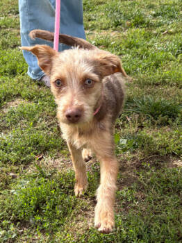 Rescue Miniature Pinscher and Mixed Breed Dogs for Adoption in Elmira, New York - Rascal | PetCurious