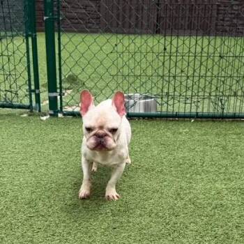 Peanut 3083 -  French Bulldog and None Dog for Adoption in Loxahatchee Groves, Florida - Peanut 3083 | PetCurious