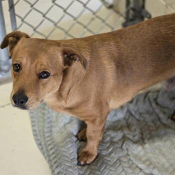 Mixed Breed Dogs Available for Adoption in Wickenburg, Arizona - Rayon | PetCurious