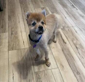 Gomez -  Pomeranian Dog for Adoption - Gomez | PetCurious