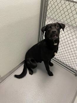 Carl -  Black Labrador Retriever Dog for Adoption in Shiloh, Illinois - Carl | PetCurious