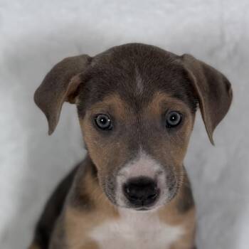 Wanda/ Luna -  Beagle Dog for Adoption in Johnson City, Tennessee - Wanda/ Luna | PetCurious