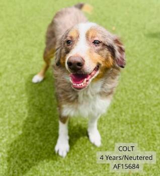 Colt -  Australian Cattle Dog Blue Heeler Dog for Adoption - Colt | PetCurious