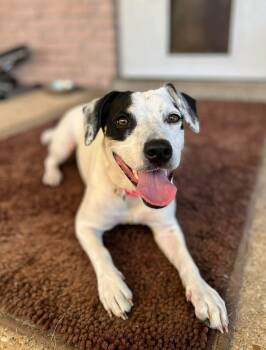 Gypsie - in Maine -  Terrier Dog for Adoption in Arundel, Maine - Gypsie - In Maine | PetCurious