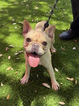 Chiki -  French Bulldog and Mixed Breed Dog for Adoption in North Miami Beach, Florida - Chiki | PetCurious