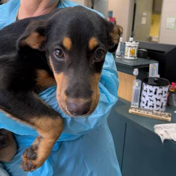 Hawkmoth -  Mixed Breed Dog for Adoption in Walker, Michigan - Hawkmoth | PetCurious