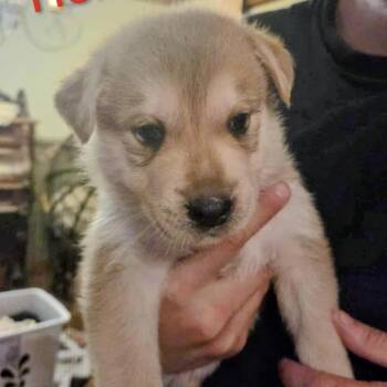 Rescue Retriever and Husky Dogs for Adoption in Niagara Falls, Ontario - Helios (20251010-05) | PetCurious