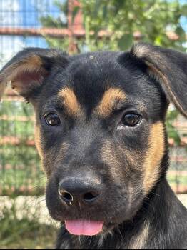 Venus -  Mixed Breed and Retriever Dog for Adoption in Marengo, Illinois - Venus | PetCurious