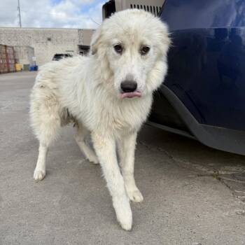 Lindsey Collins -  Great Pyrenees Dog for Adoption in New York, New York - Lindsey Collins | PetCurious