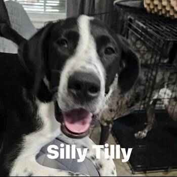 Rescue Great Dane Dogs for Adoption in Lone Oak, Texas - Tilly | PetCurious