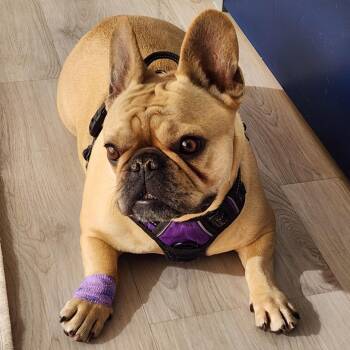 French Bulldog Dogs Available for Adoption - KiKi | PetCurious