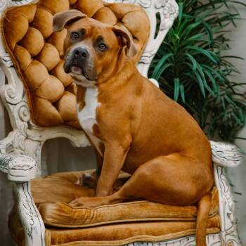 River -  Mixed Breed Dog for Adoption in Glenfield, New York - River | PetCurious