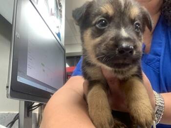 Rescue Shepherd and Mixed Breed Dogs for Adoption in Fort Worth, Texas - Jordan | PetCurious