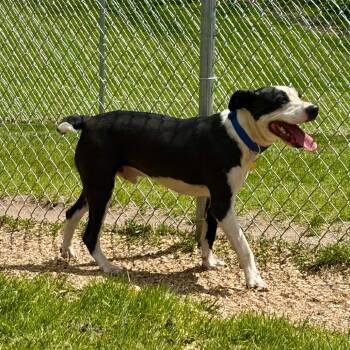 Terrier and Mixed Breed Dogs Available for Adoption in Metamora, Michigan - Salem | PetCurious