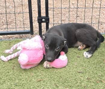 Chandler -  Labrador Retriever and Border Collie Dog for Adoption in Apache Junction, Arizona - Chandler | PetCurious