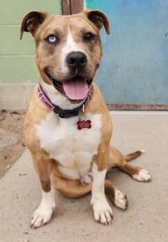 Rescue Pit Bull Terrier Dogs for Adoption in Butte, Montana - Loki | PetCurious