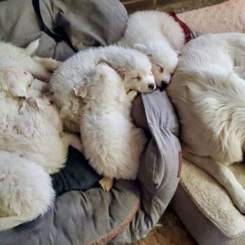 Great Pyrenees and Mixed Breed Dogs Available for Adoption - Artica | PetCurious