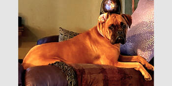 Rescue Boxer Dogs for Adoption in Hewitt, Texas - Molly II | PetCurious