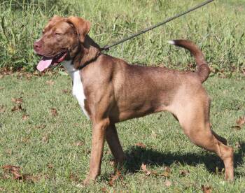 Rescue Labrador Retriever and Pit Bull Terrier Dogs for Adoption in Marietta, Ohio - Blue (Spayed) | PetCurious