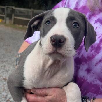 Rescue Terrier Dogs for Adoption in Wiggins, Mississippi - Rosie | PetCurious