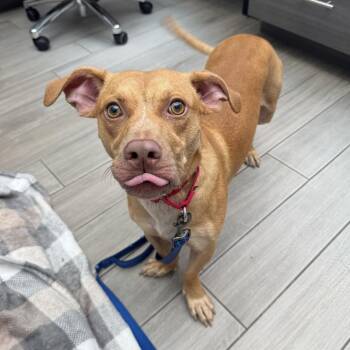 Ginger -  Beagle and Basset Hound Dog for Adoption in Jupiter, Florida - Ginger | PetCurious