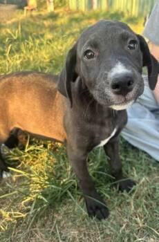 Rescue Mixed Breed Dogs for Adoption in Okemah, Oklahoma - Augustus | PetCurious