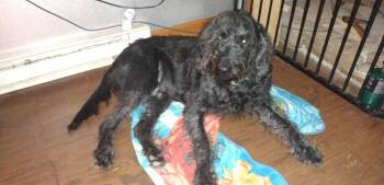 Irish Wolfhound and Labrador Retriever Dogs Available for Adoption - Gus | PetCurious