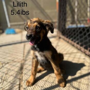 Lilith -  Shepherd Dog for Adoption in Woodstock, Ontario - Lilith | PetCurious